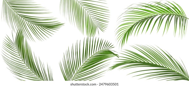 Palm Leaves Brushes - Photoshop brushes