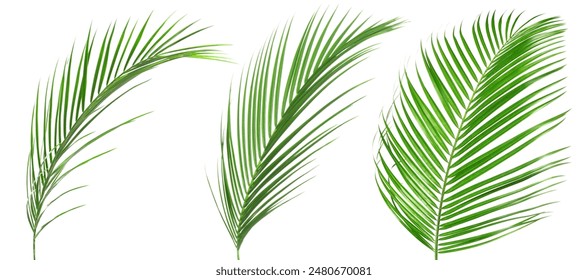 Green coconut palm leaves isolated on white, set - Powered by Shutterstock