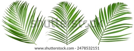 Green coconut palm leaves isolated on white, set