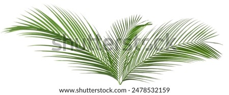 Green coconut palm leaves isolated on white