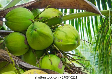 Green Coconut At Palm Tree