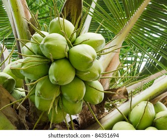 349,488 Green coconut tree Images, Stock Photos & Vectors | Shutterstock