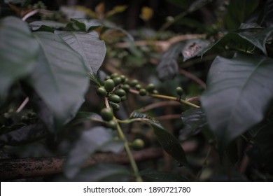 Green coffee bean in coffee farm in Yogyakarta Indonesia - Shutterstock ID 1890721780