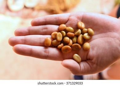 Green coffee beans in hand.