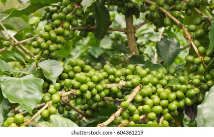 Green Coffee Beans On Tree 