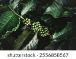 green coffee berry plant fresh coffee beans grow in eco green organic farm Close the Robusta Arabica seeds waiting to be harvested, ripening, harvested for the coffee plantation. fresh green coffee