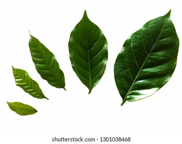 Arabica Coffee Leaf On White Background Stock Photo 1047847270 ...