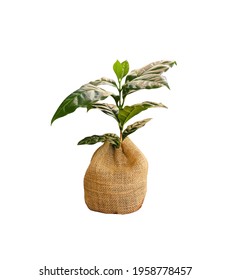 Green Coffee Plant In Sack Isolated On White Background , Clipping Path