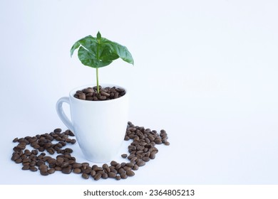 Green coffee sprout in the white cup on the white background. Copy space. - Shutterstock ID 2364805213