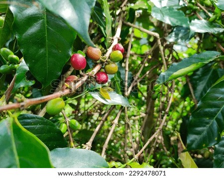 green coffee tree with small coffee cherries.