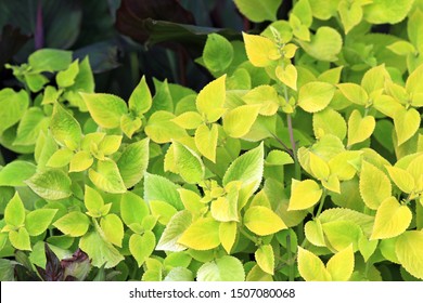 Green Coleus Forskohlii In The Park