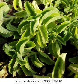 A Green Coleus Forskohlii Plant 