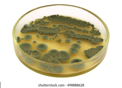 Green colonies of  allergenic fungus Penicillium from air spores on a petri dish (agar plate) manually isolated on a white background. This microbe is an antibacterial antibiotic penicillin producer. 
