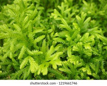 Green Color Of Frosty Fern Plant, Close Up Shot  