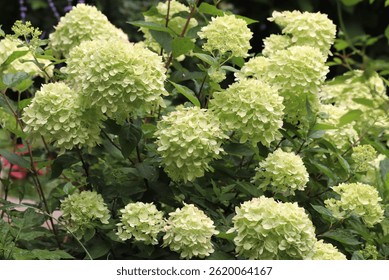 Green color Hydrangea Paniculate Little Lime flowers in a garden in August 2023. Idea for postcards, greetings, invitations, posters and Birthday decoration, background