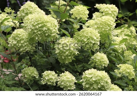 Green color Hydrangea Paniculate Little Lime flowers in a garden in August 2023. Idea for postcards, greetings, invitations, posters and Birthday decoration, background