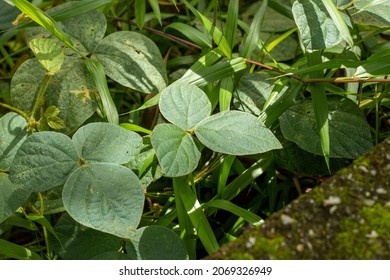 Green Color Naturel Leaf Close Up