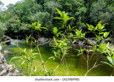 The Green Color Of Plants And Of The Water Are Attractive In This Place. The River Reflect All Nature, Its Name Is Caño Cristales A River In The Range Of Mountain, This River Has Plants Inside.