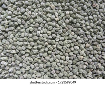 Green Color Raw Whole Dried Chickpeas