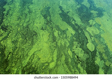Green Color Toxic Algae In Water
