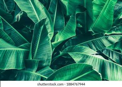 the green color is very beautiful to be used as a background - Shutterstock ID 1884767944