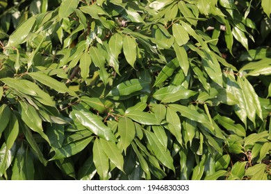 4,240 Litchi Tree Images, Stock Photos & Vectors | Shutterstock