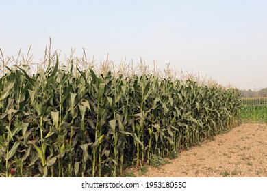 Green Colored Maize Tree Firm With Flower For Harvest