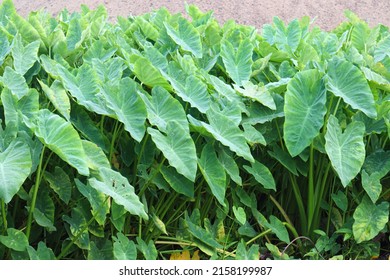 Green Colored Taro Tree On Farm For Harvest And Sell