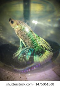 Green Colour Beta Fish In A Glass Bowl.