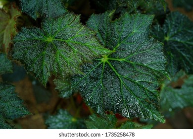 Green Colour Leaf Vain Detail                              