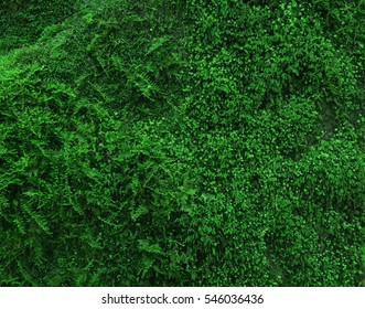 Green Colour Moss Texture Background