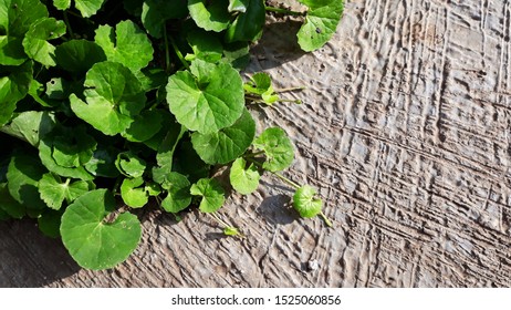 Green Colour Of Spadeleaf Spread On The Cement Floor