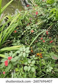 green is a colour which is make refreshing vibes for every person who seen it , capture this leaves with some flower make me so happy mood