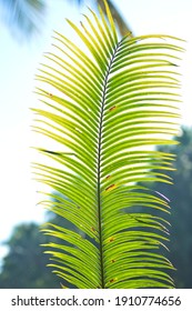 green coloured palm leaf with sky background