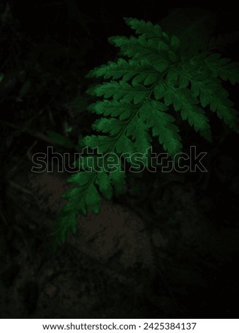 Green colur real natural leaves.vintage and dark background picture 