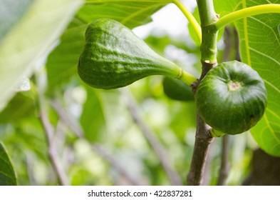 Green Common Fig