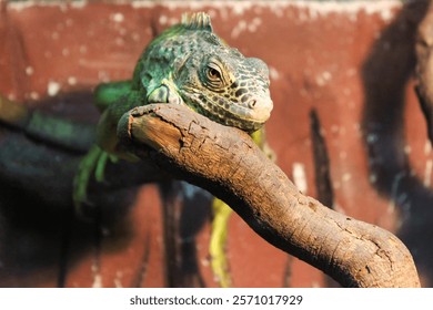 A green common iguana lizard sitting on a branch
