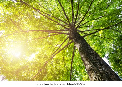 Green concept. Top tree with green Leaves shot from below and sun light. - Powered by Shutterstock