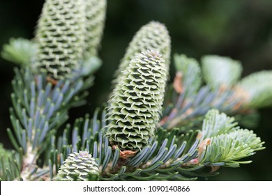 Green Cones Of A Fraser Fir (Abies Fraseri)