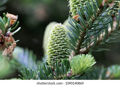 Green Cones Of A Fraser Fir (Abies Fraseri)