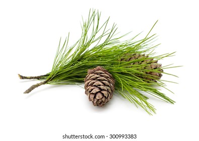 Green coniferous cedar branch with cones closeup on white isolated 
