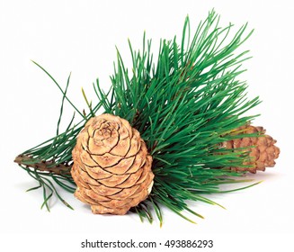 Green Coniferous Cedar Branch With Cones Closeup On White Isolated