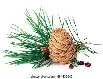 Green coniferous cedar branch with cones closeup on white isolated