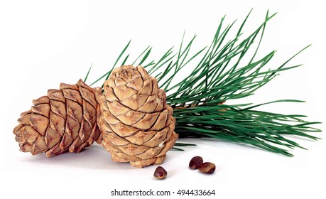 Green coniferous cedar branch with cones closeup on white isolated