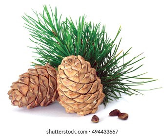 Green Coniferous Cedar Branch With Cones Closeup On White Isolated