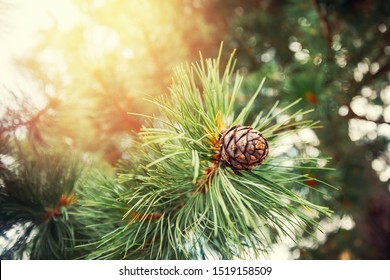 Green coniferous cedar ripe pine cones on tree branch forest sunlight. Concept harvesting and receiving oil.