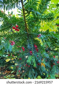 Green coniferous plant with red berries - Shutterstock ID 2169215957
