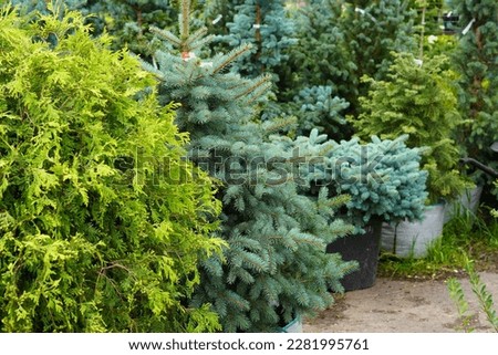 green coniferous plants in the nursery for growing blue firs, thuja and pines for garden plots