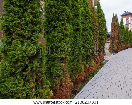 Green coniferous tree with some dried branches. American arborvitae tree, thuja problems and disease. A thuja, arborvitae tree is drying up, turning yellow and brown.  Stock photo © 