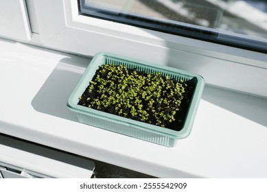 Green container with tiny arugula sprouts on the windowsill. The concept of growth and renewal